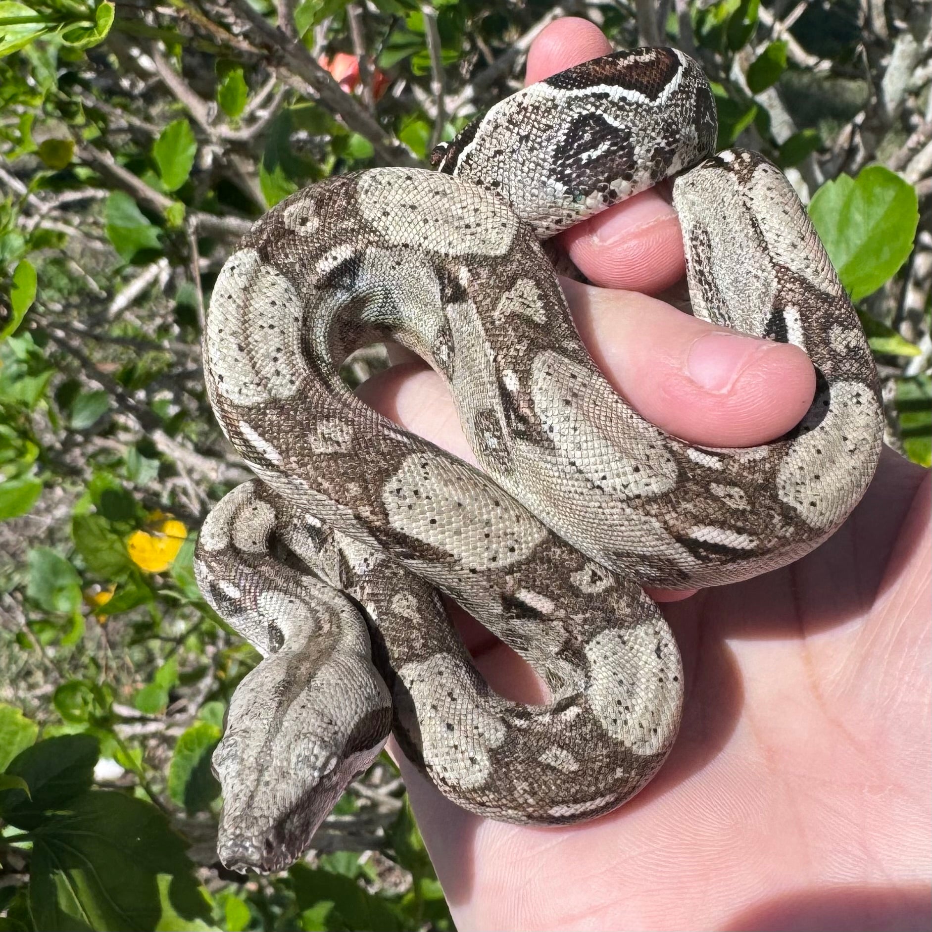 Columbian Redtail Boa♂