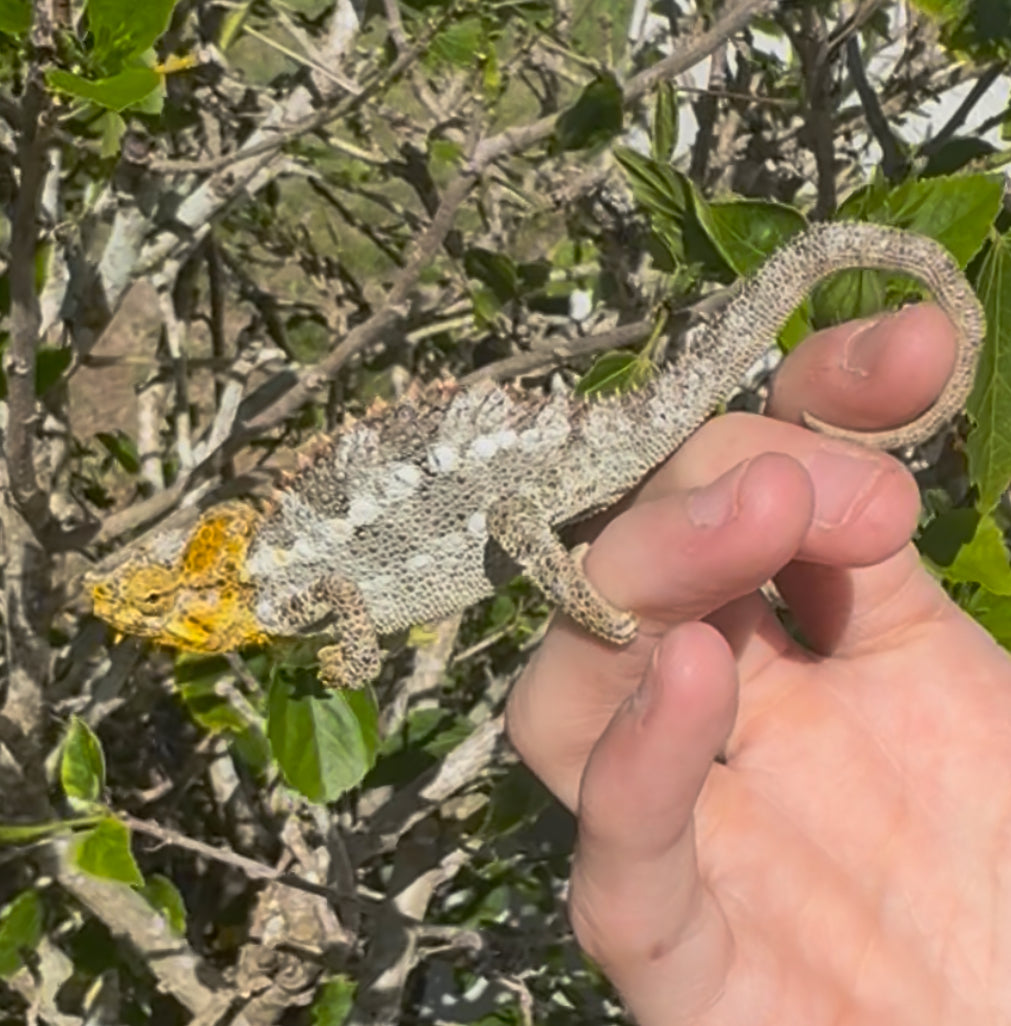 Helmeted Chameleon