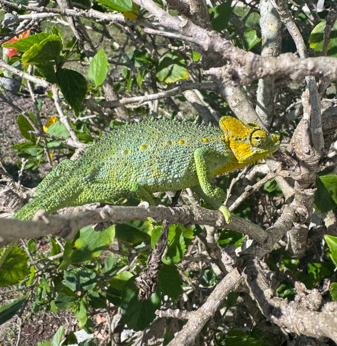 Helmeted Chameleon