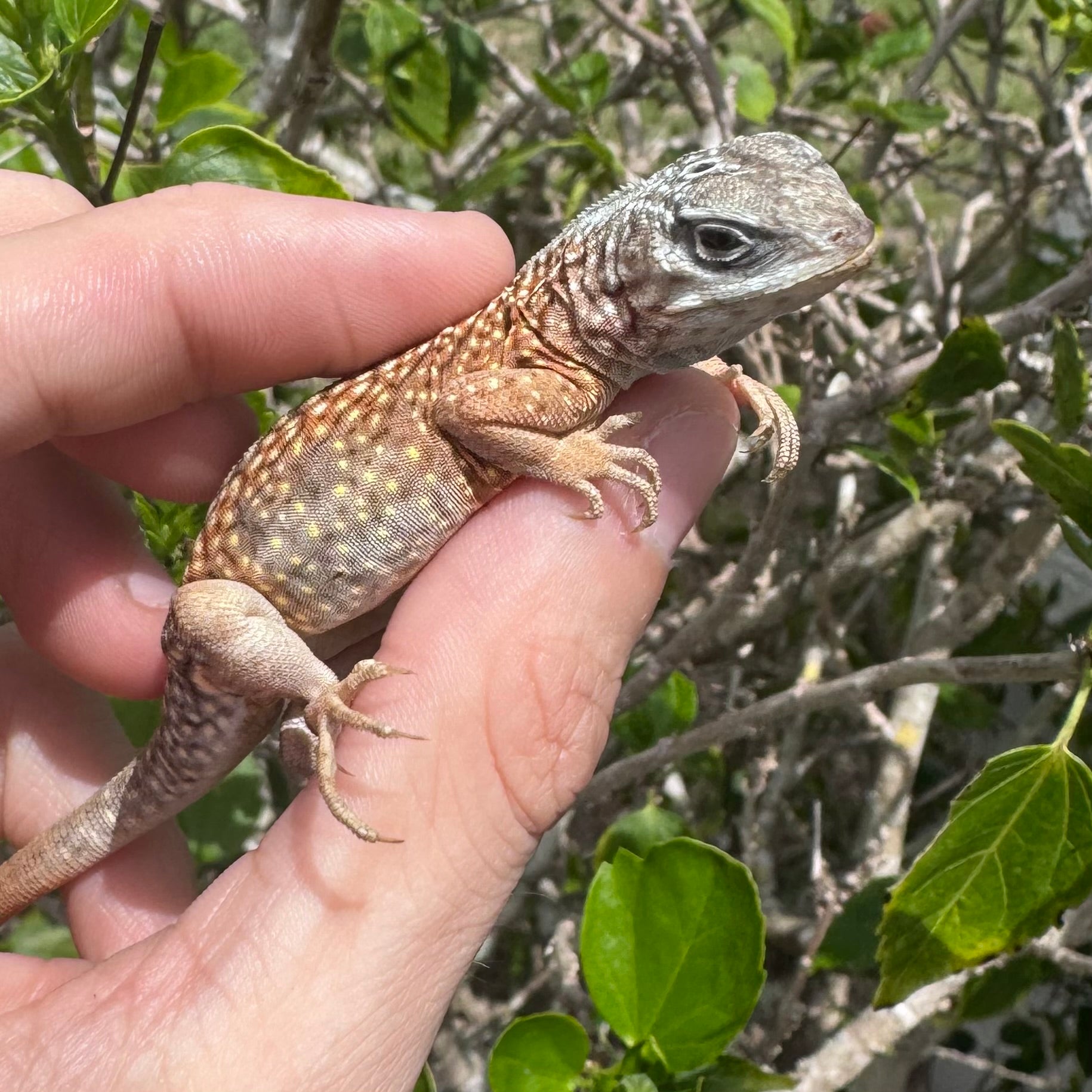 Malagasy Three Eyed Lizard