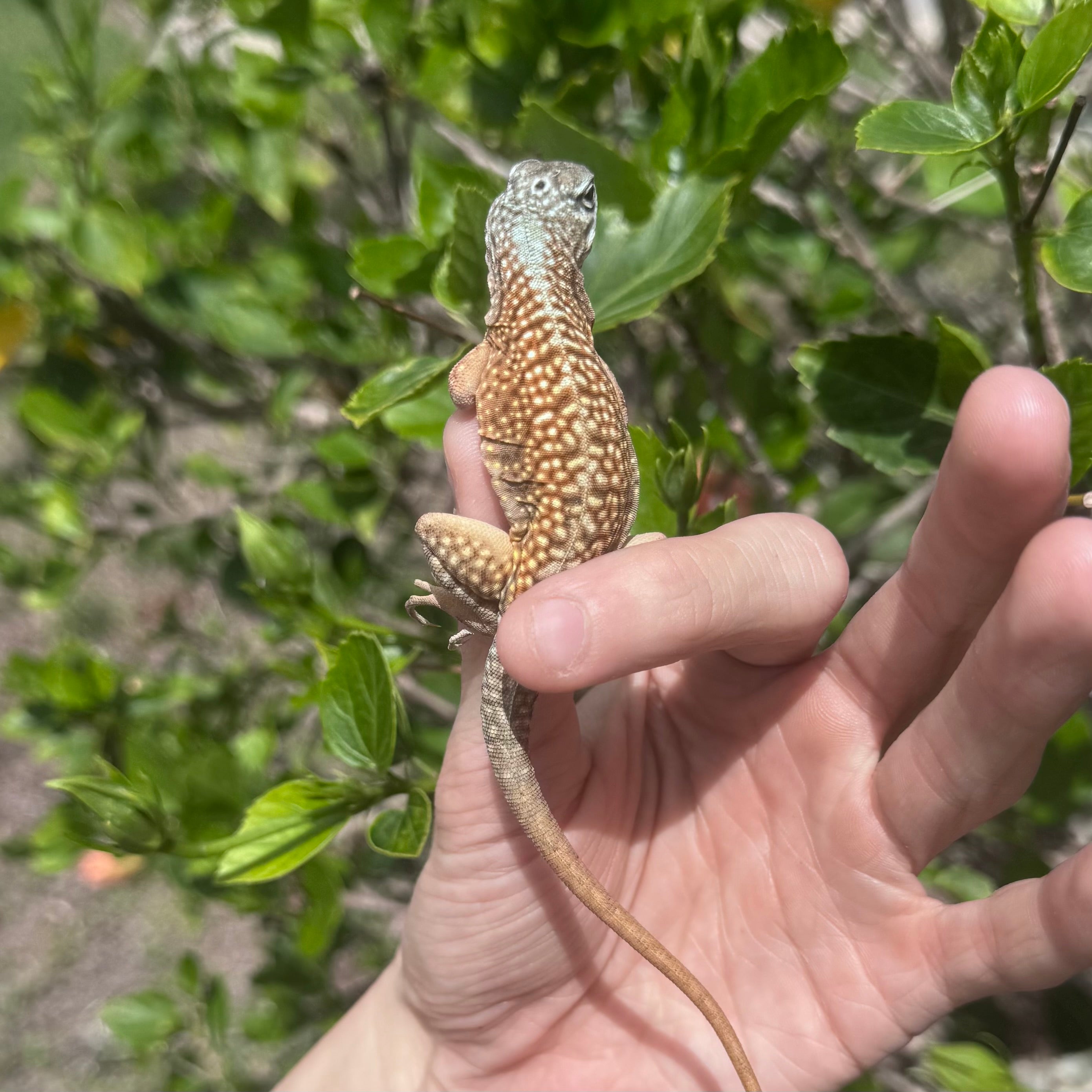 Malagasy Three Eyed Lizard