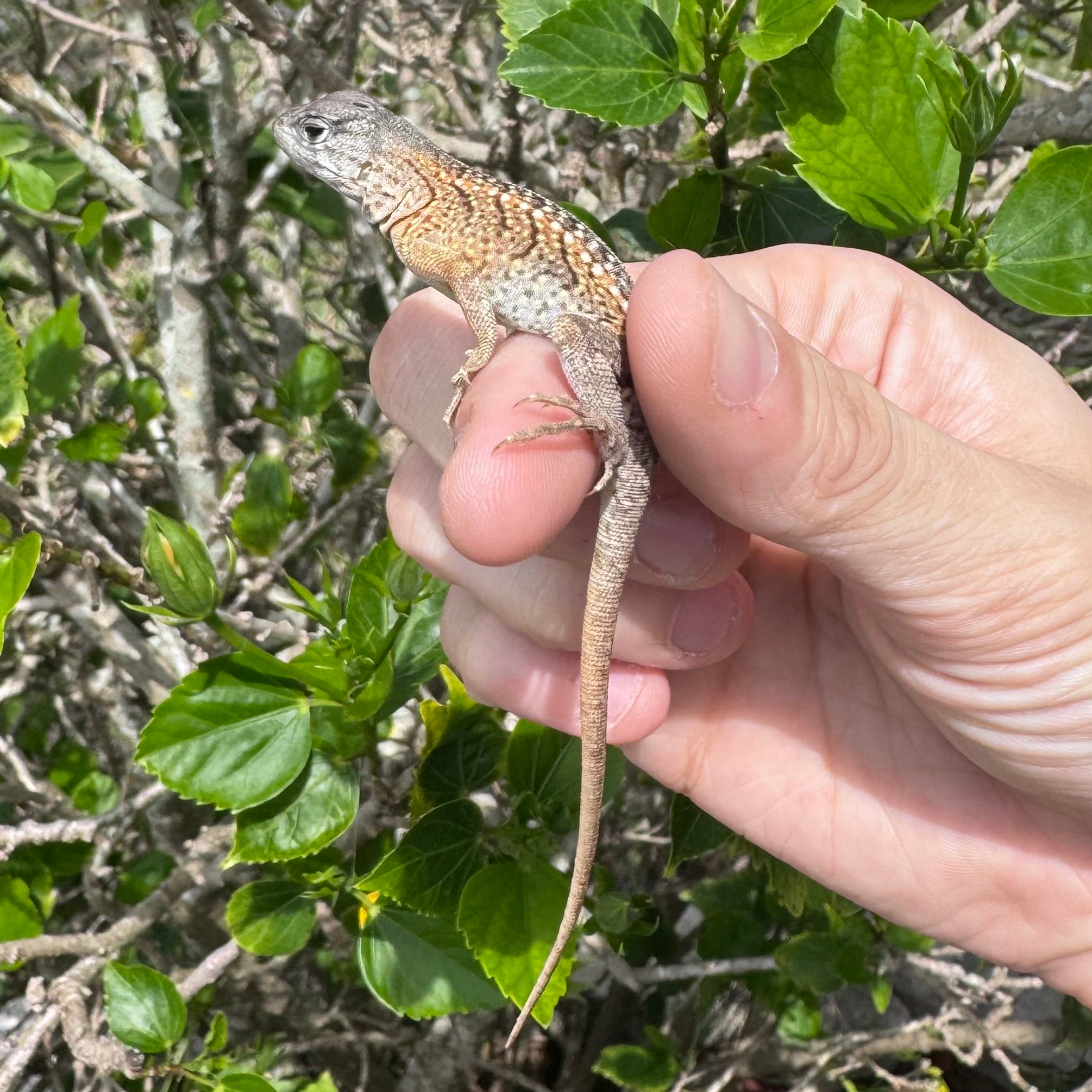 Malagasy Three Eyed Lizard