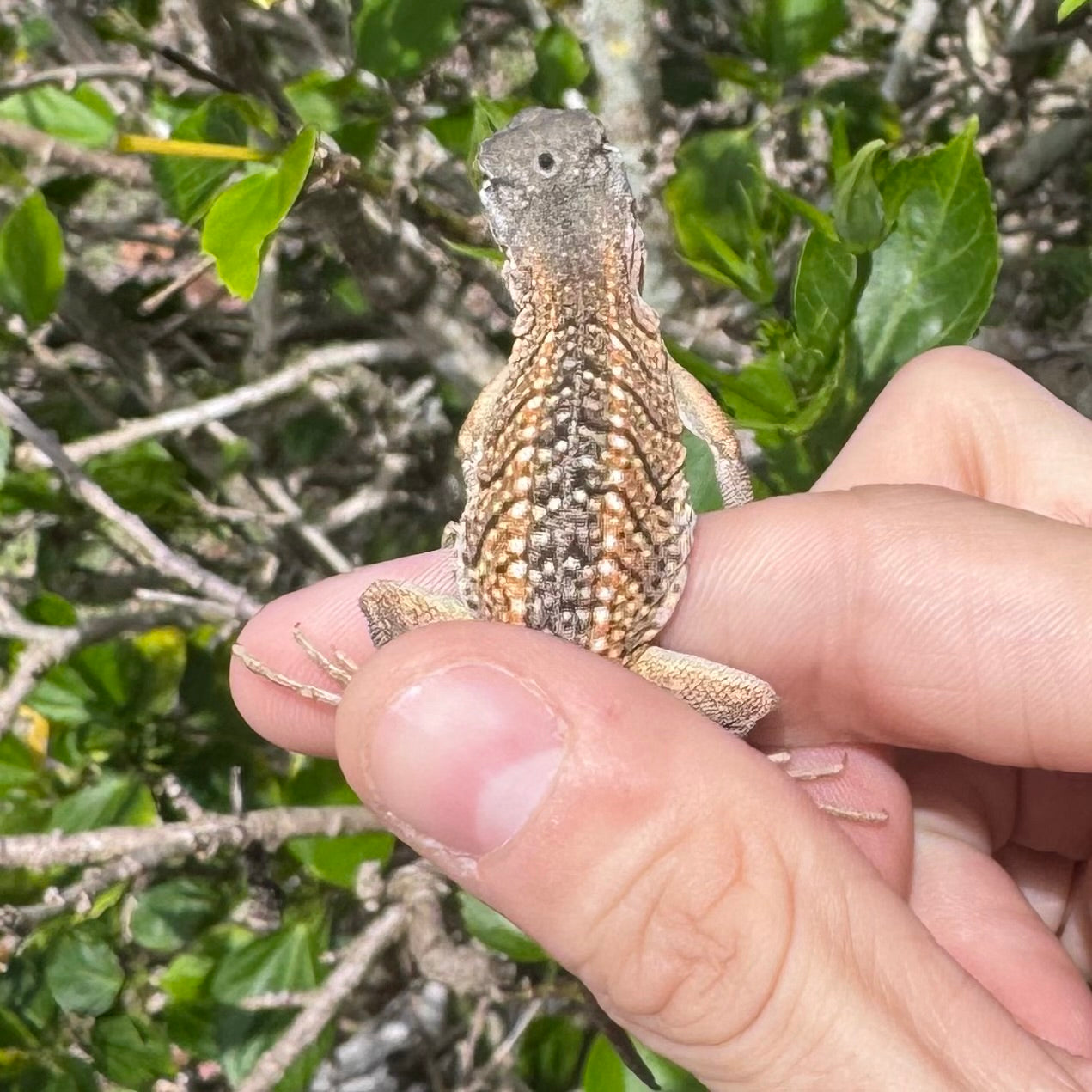 Malagasy Three Eyed Lizard