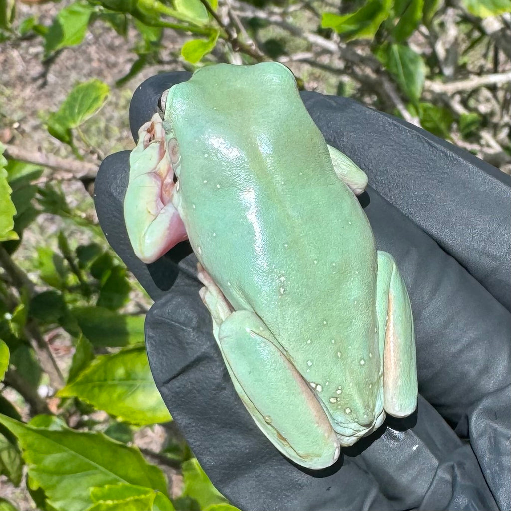 Blue Snowflake White’s Tree Frog