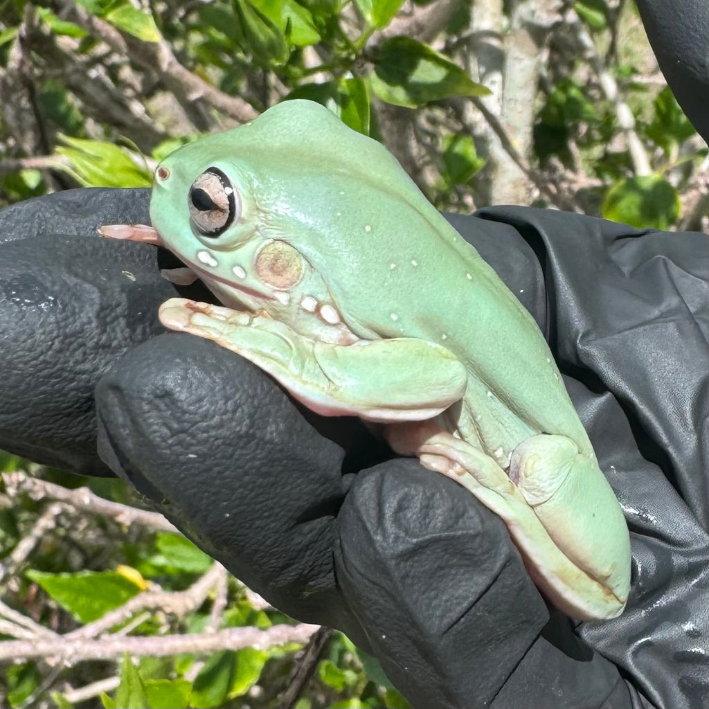 Blue Snowflake White’s Tree Frog