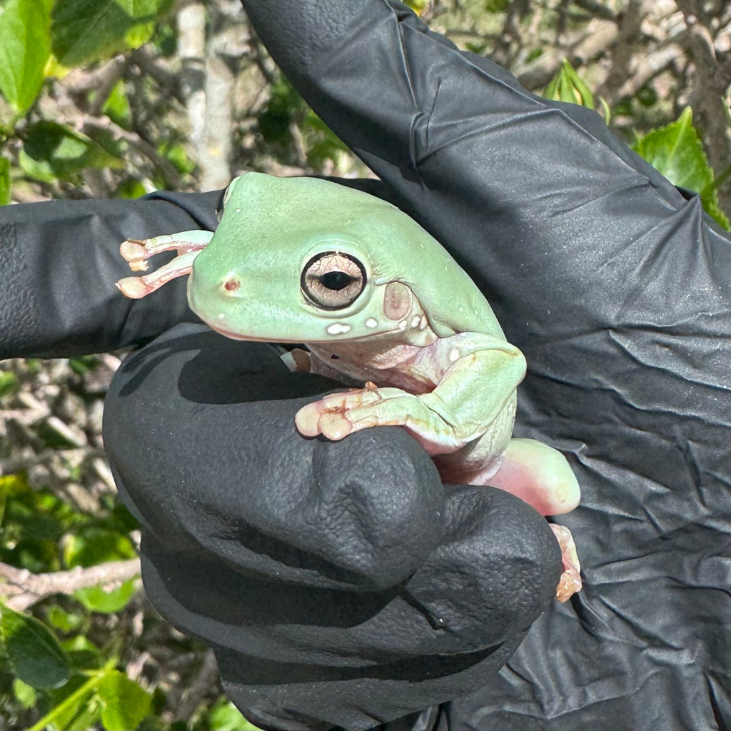 Blue Snowflake White’s Tree Frog