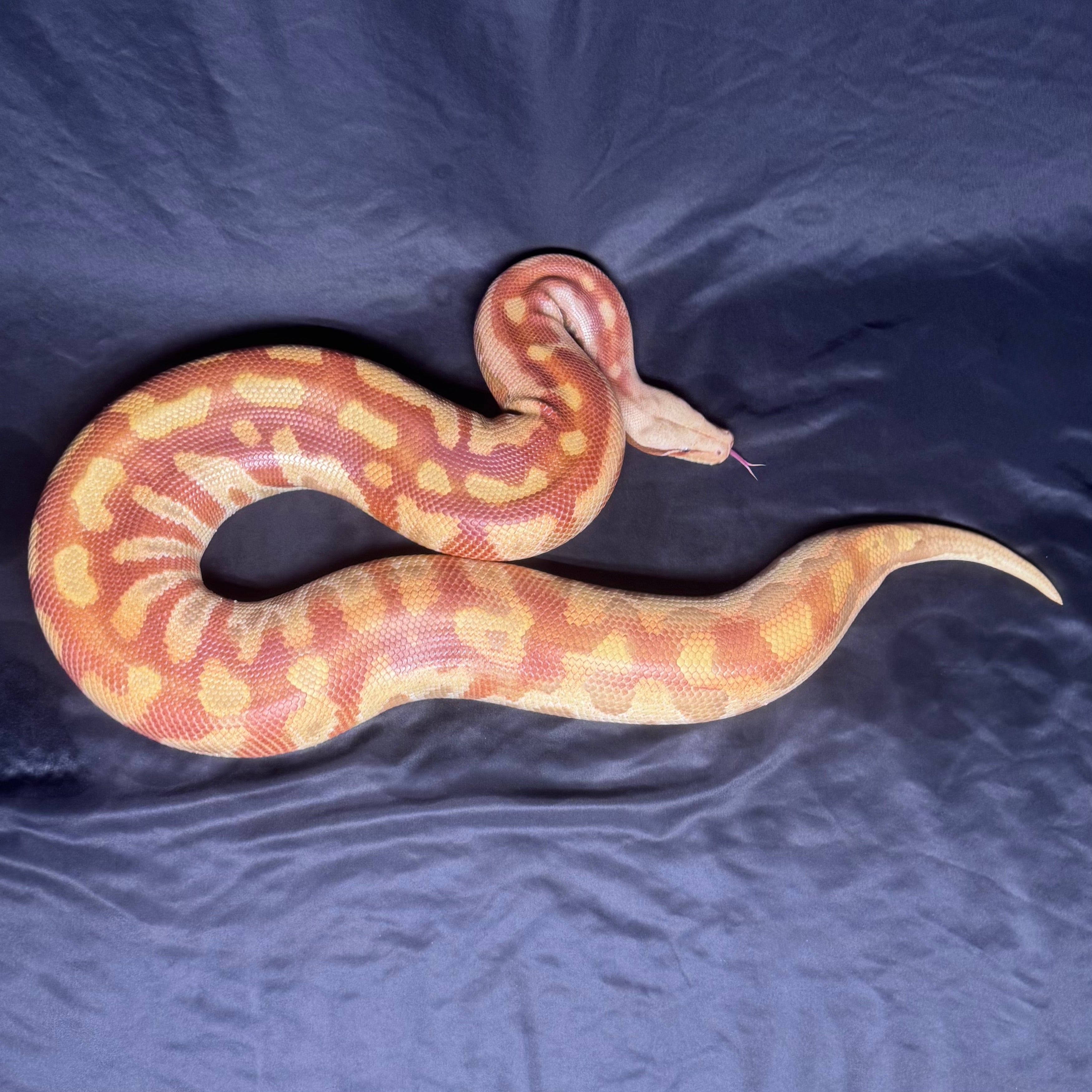 T+ Albino Blood Python♀