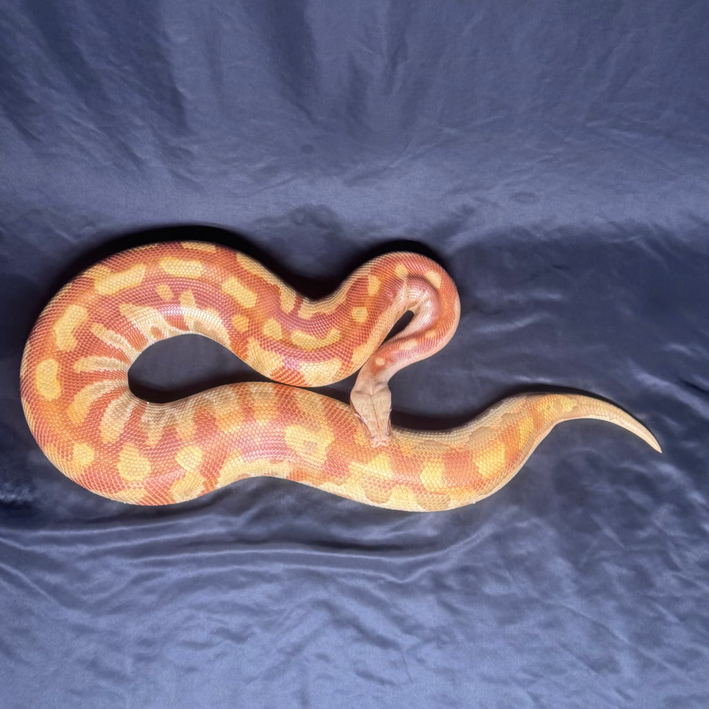 T+ Albino Blood Python♀