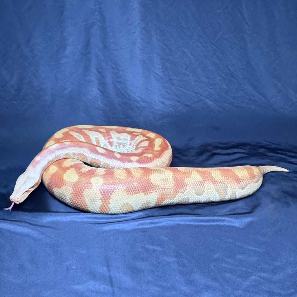 T+ Albino Blood Python♀