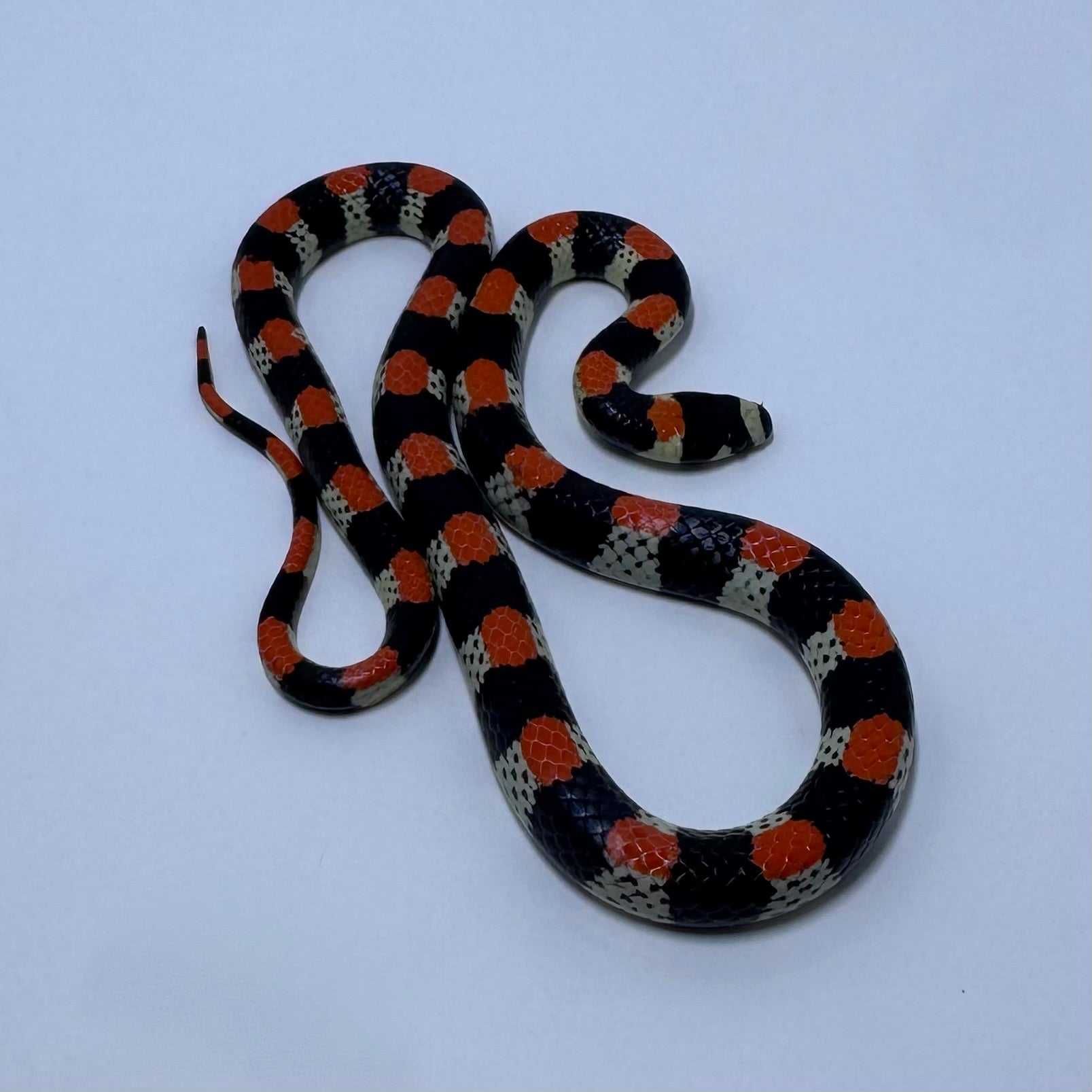 Black-Banded Snake