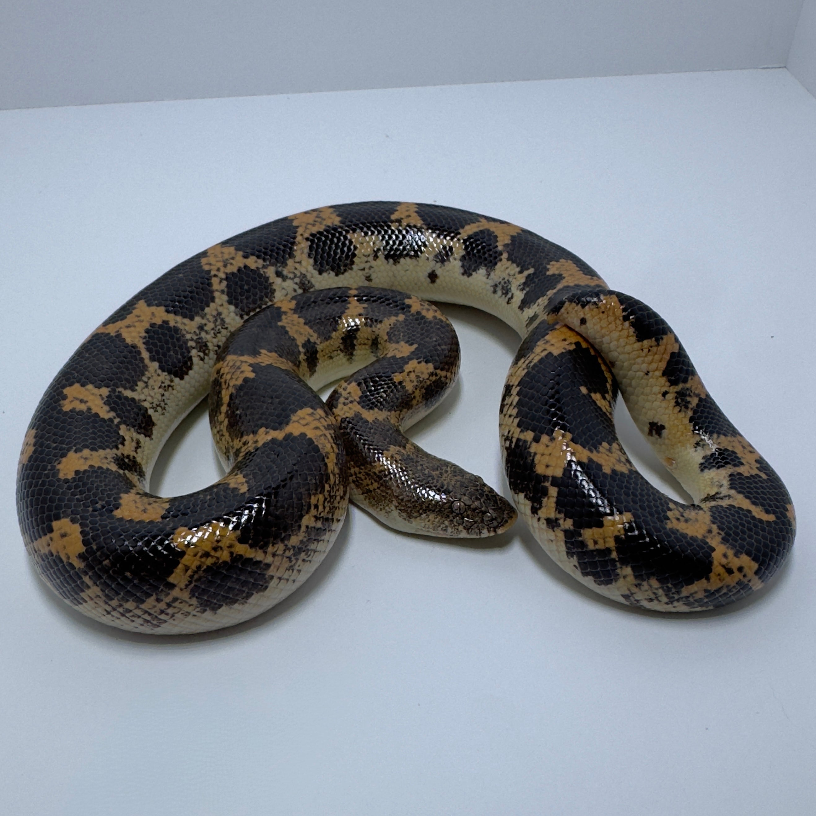 Saharan Sand Boa