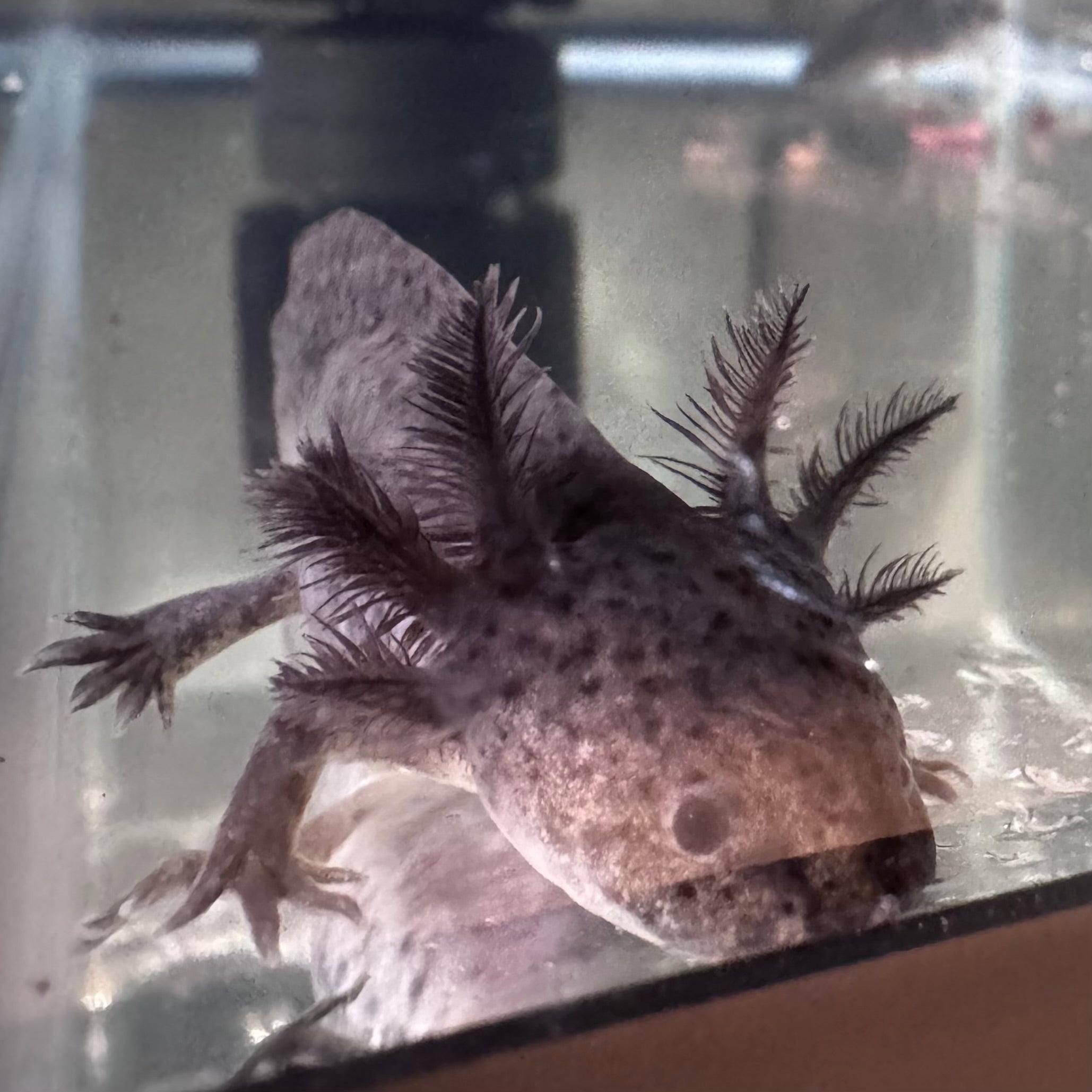 Wild Type Axolotls