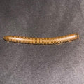 Giant Pink Foot Millipedes