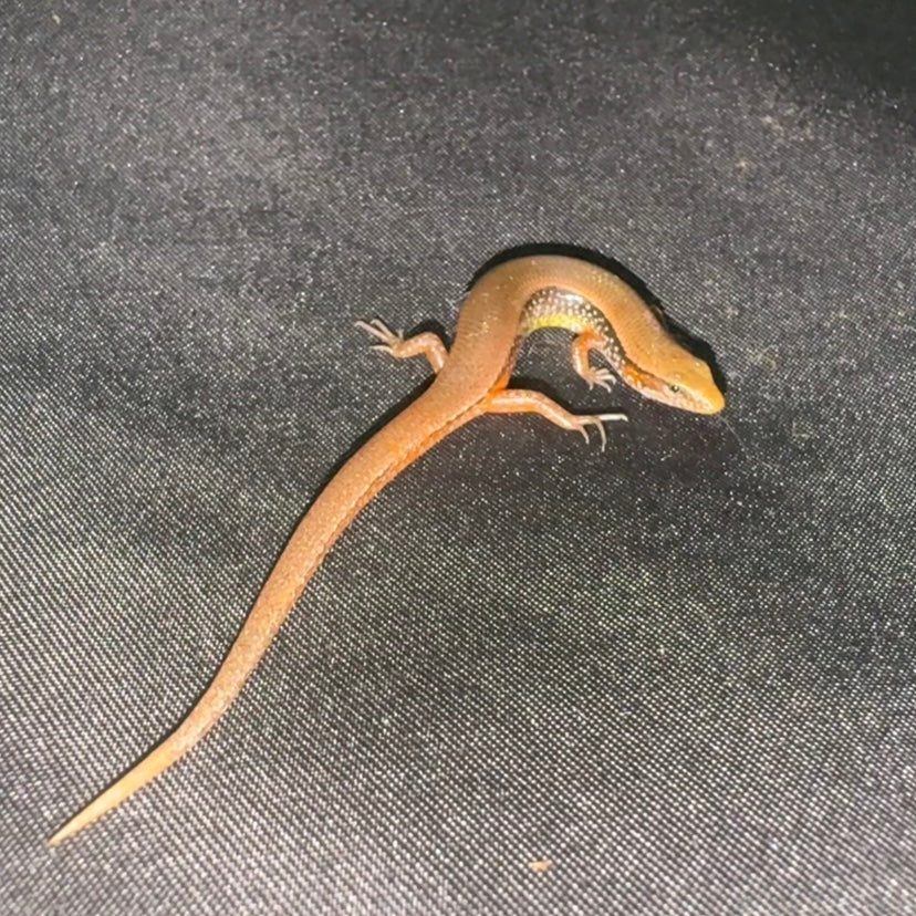 Bowring's Supple Skink