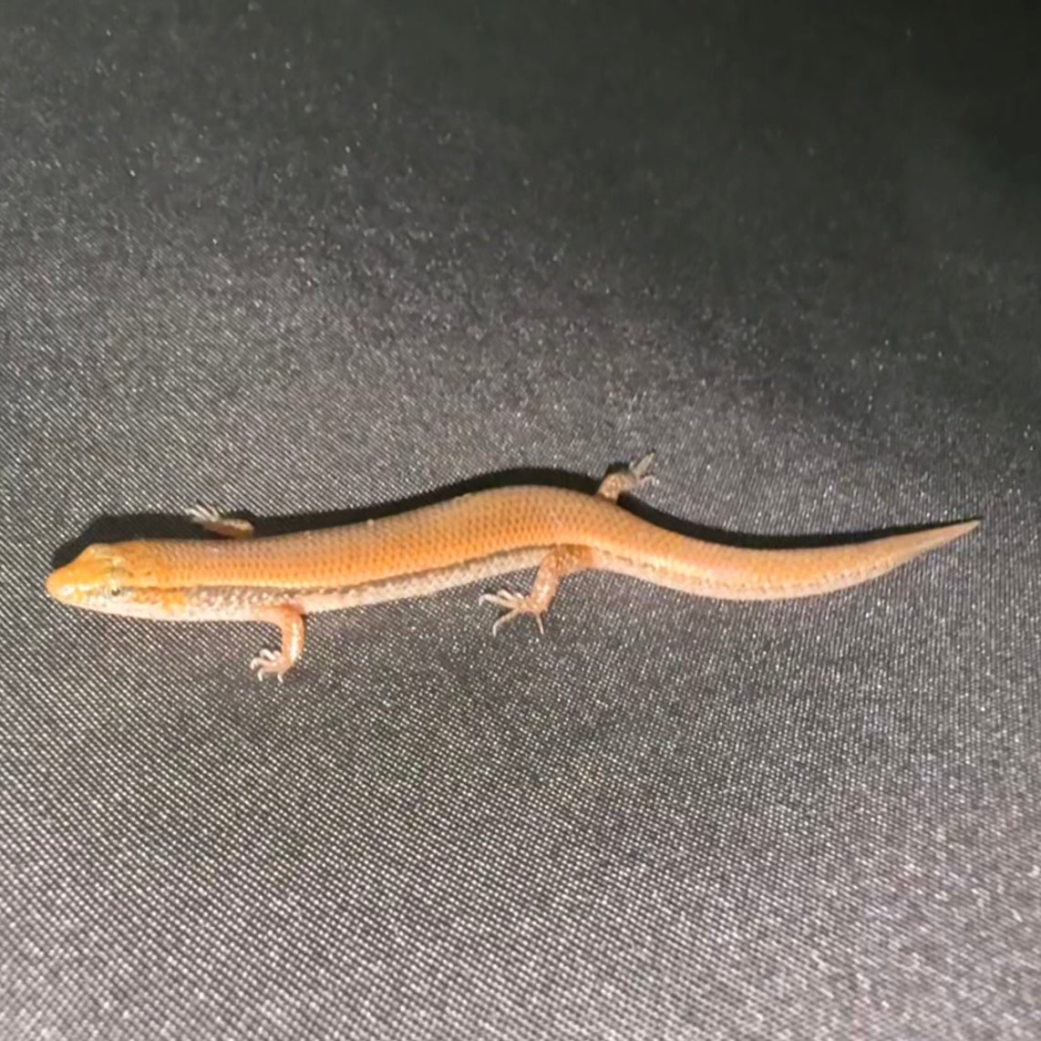 Bowring's Supple Skink