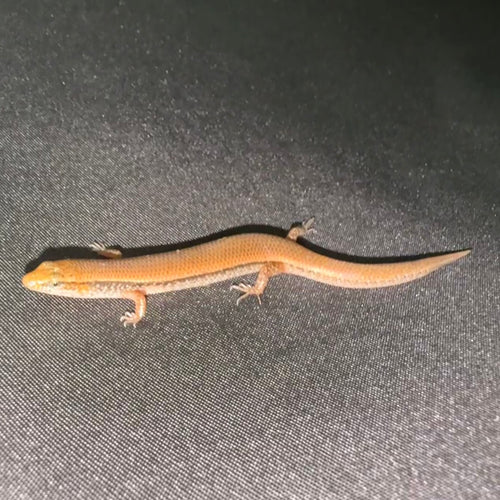 Bowring's Supple Skink