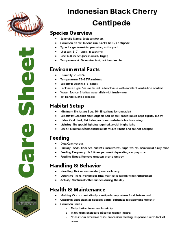 Indonesian Black Cherry Centipede Care Sheet