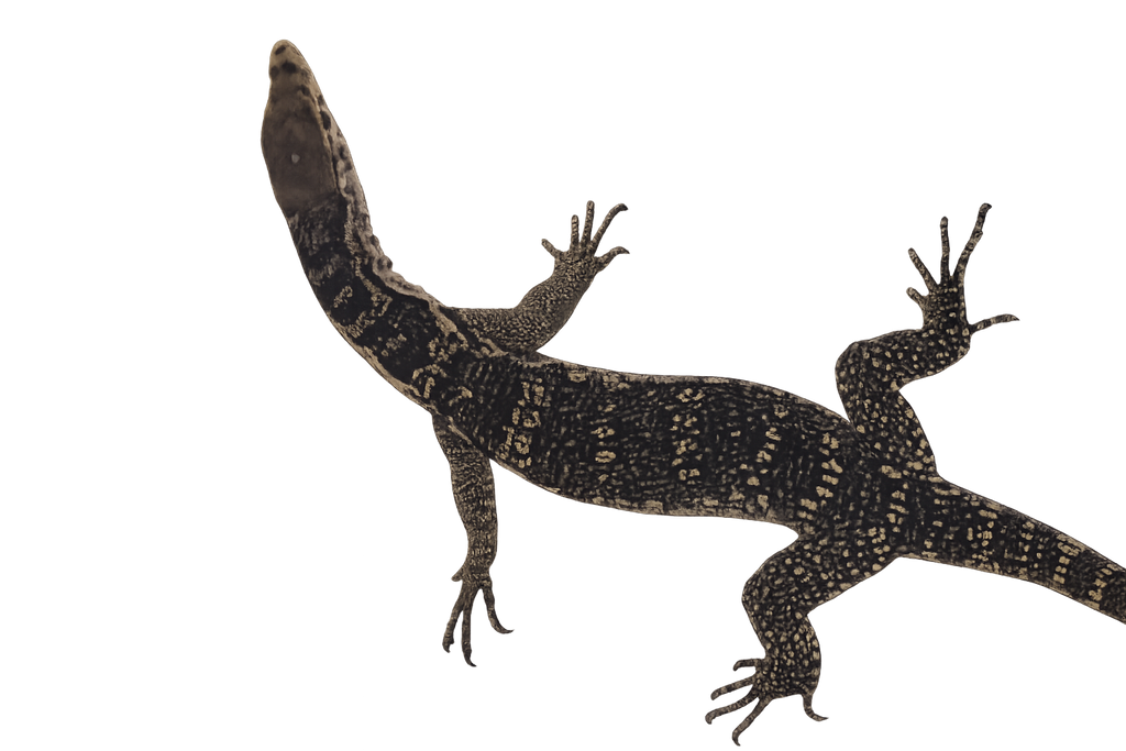 Javan Water Monitor