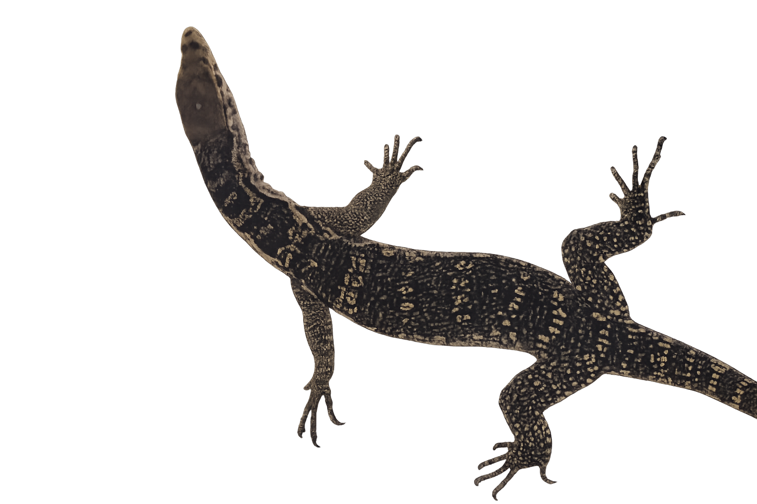 Javan Water Monitor