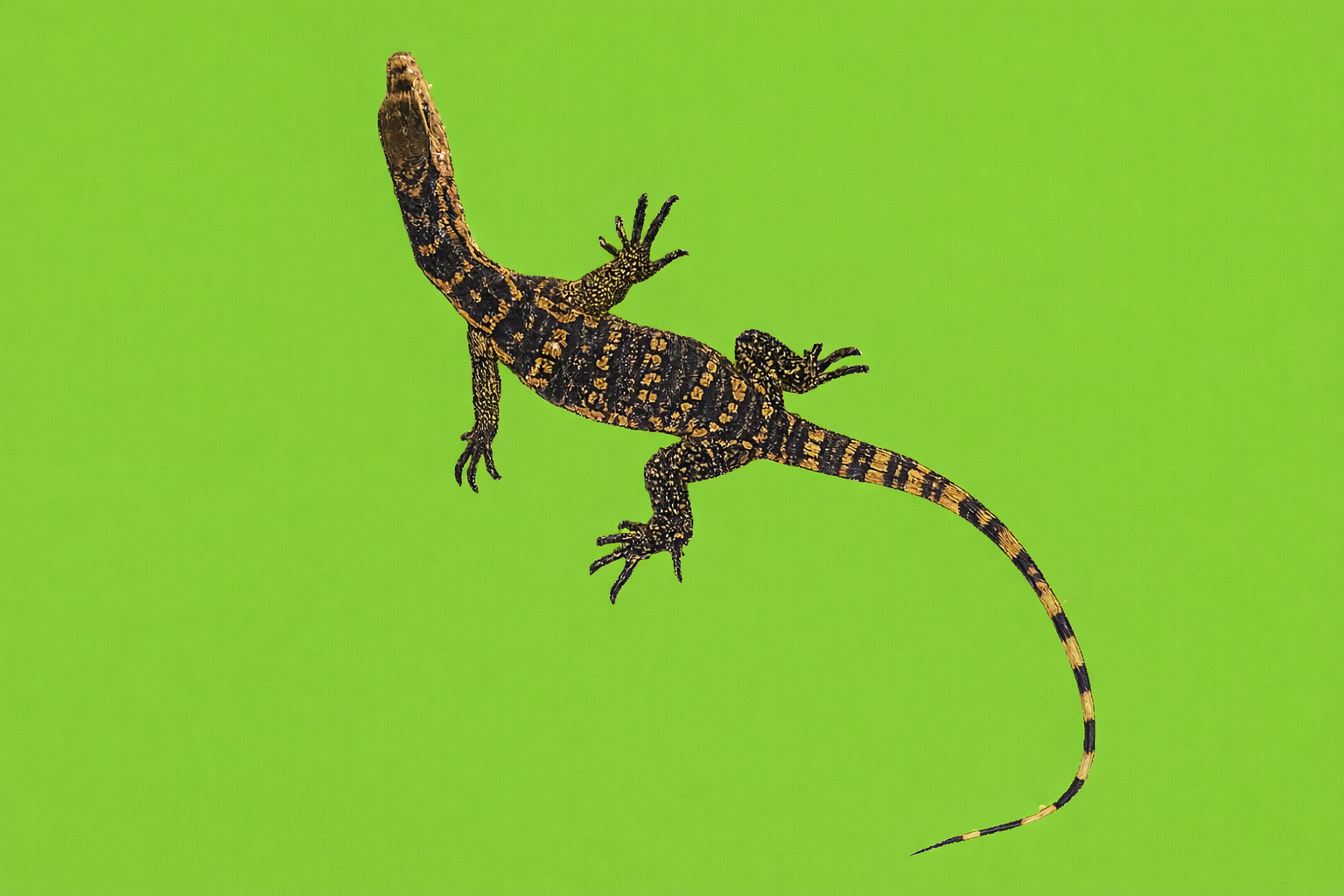 Javan Water Monitor
