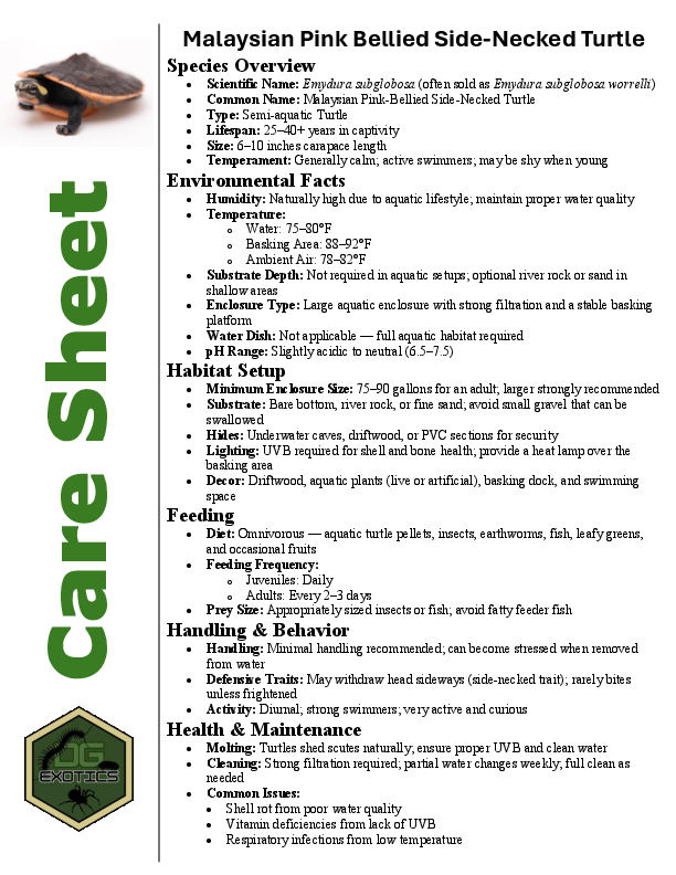 Pink Bellied Side-Necked Turtle