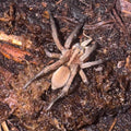 Pine Giant Wolf Spider
