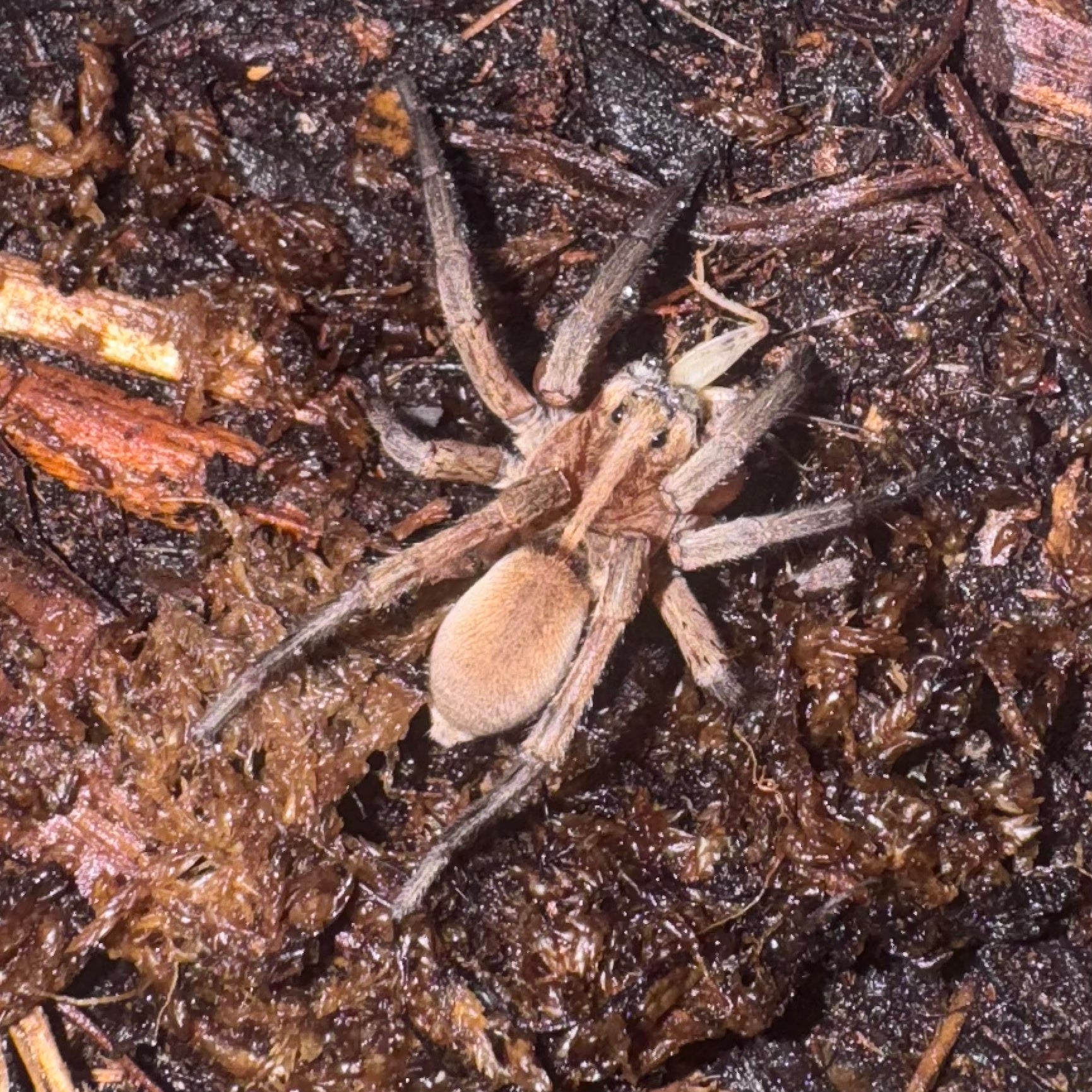 Pine Giant Wolf Spider