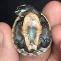Pink Bellied Side-Necked Turtle