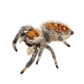 Regal Jumping Spider