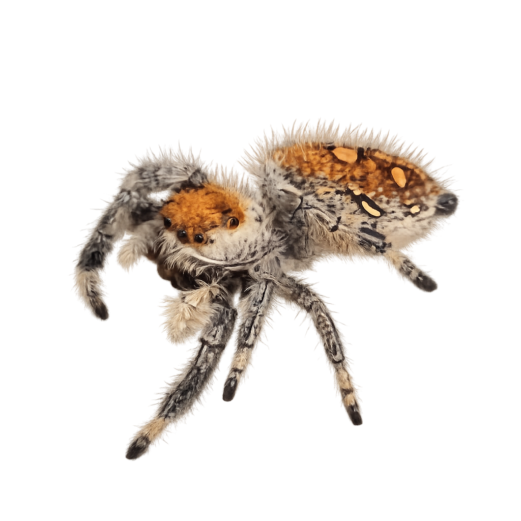 Regal Jumping Spider