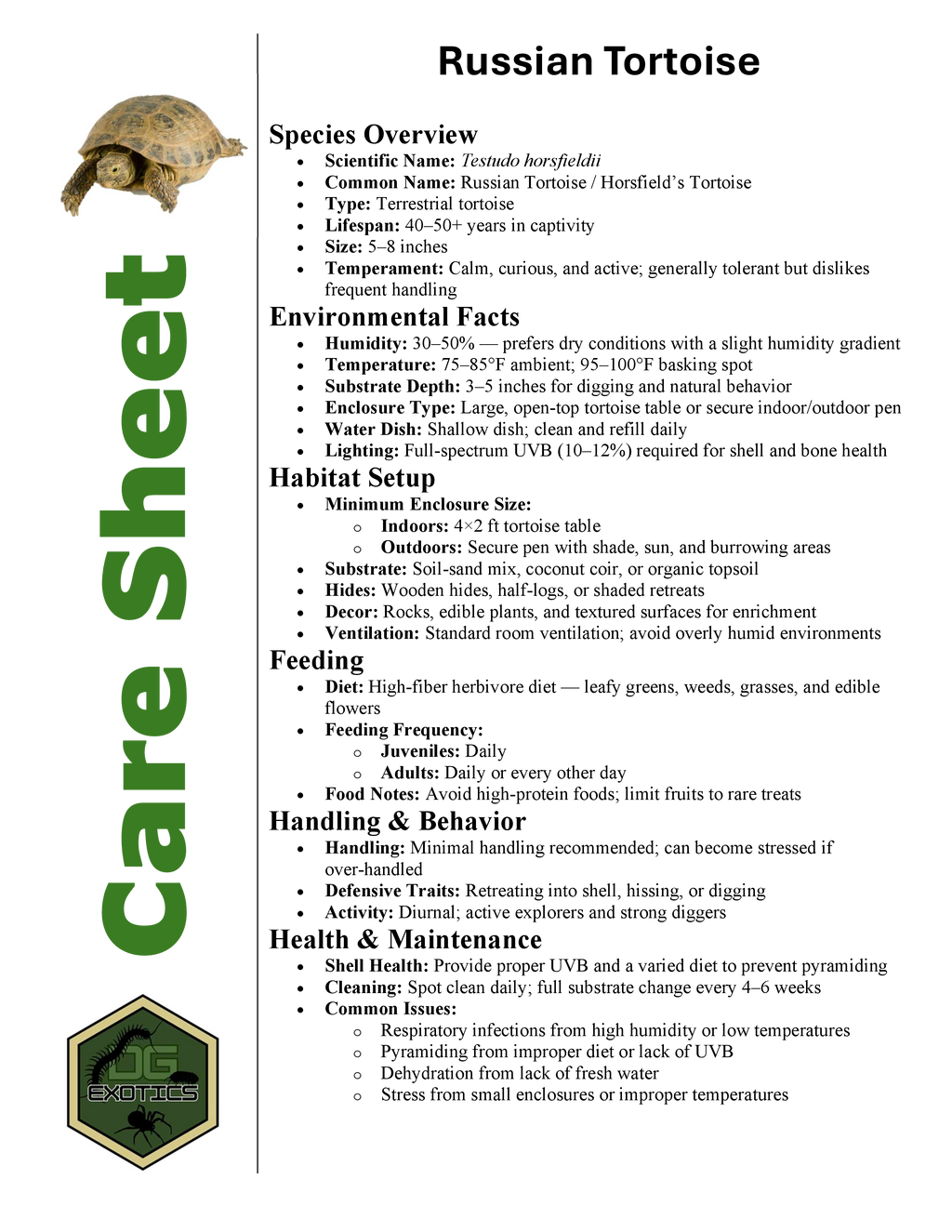 Russian Tortoise