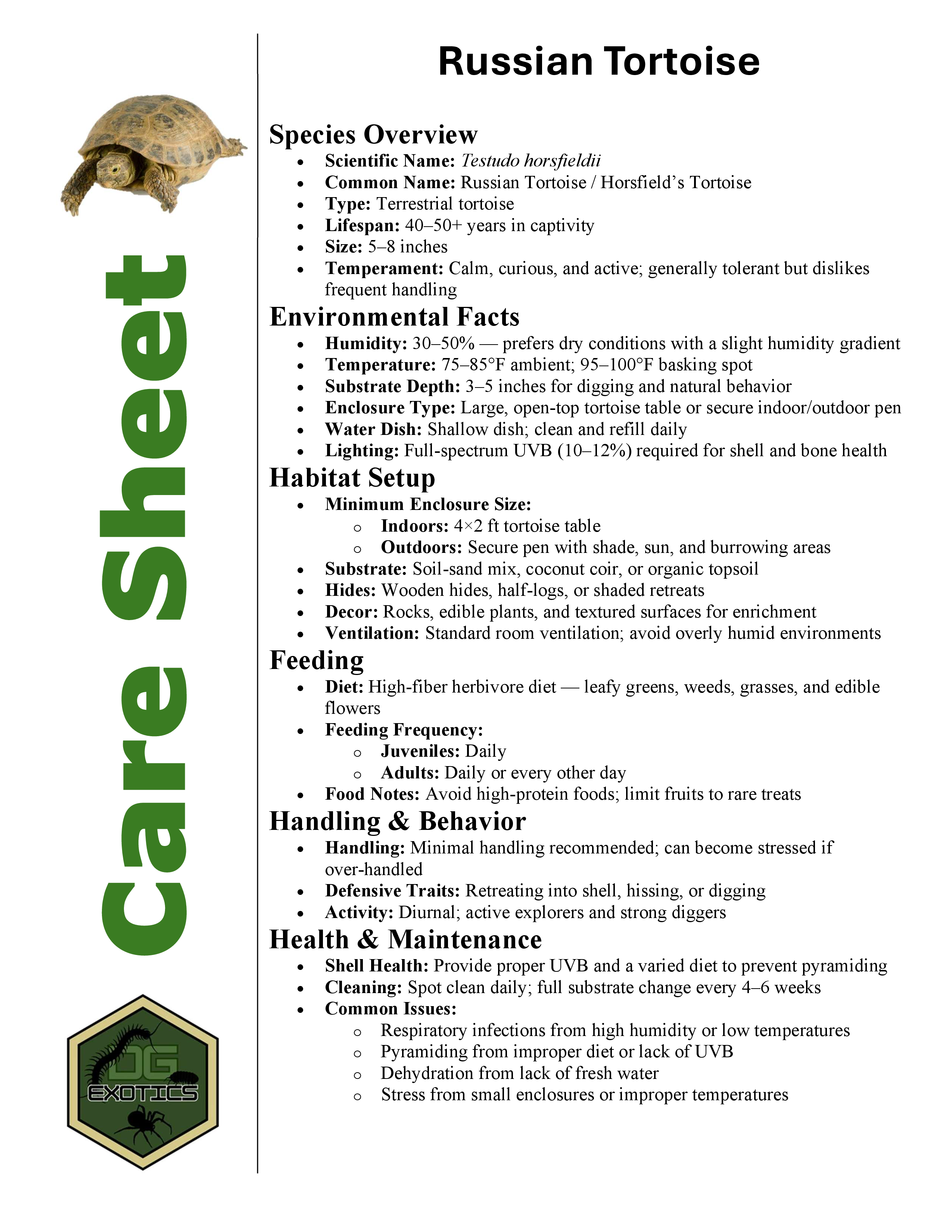 Russian Tortoise