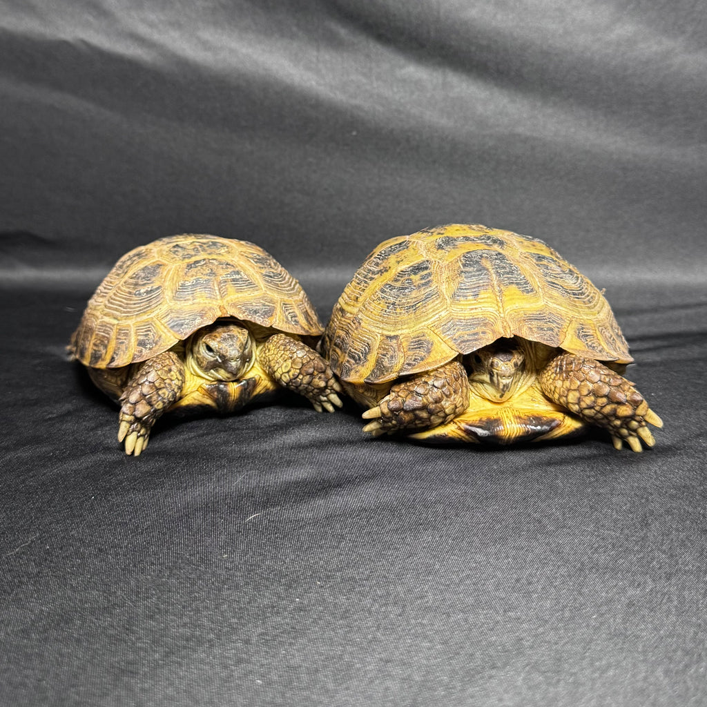 Russian Tortoise