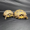 Russian Tortoise