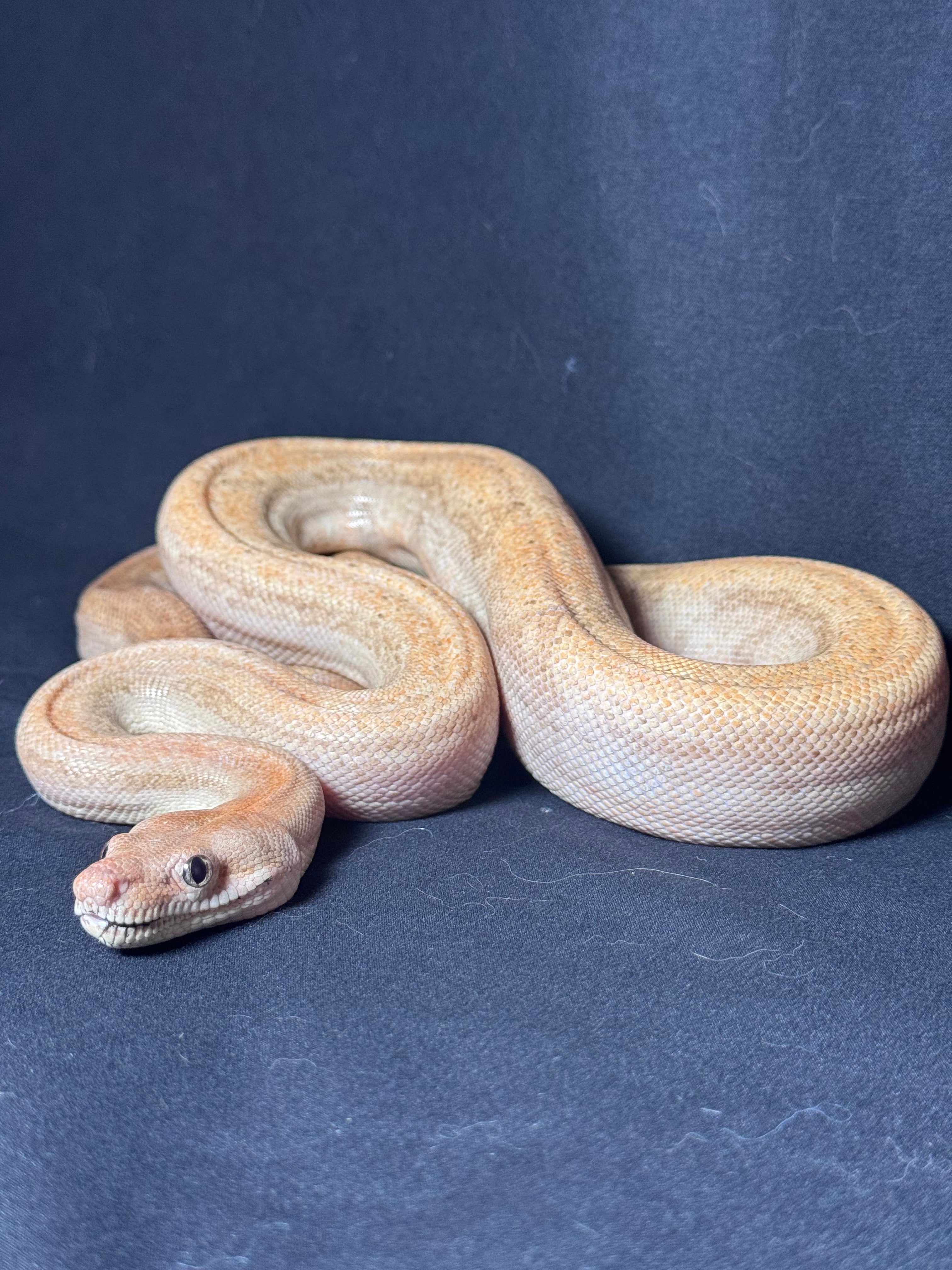 Salmon Boa