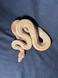 Salmon Boa