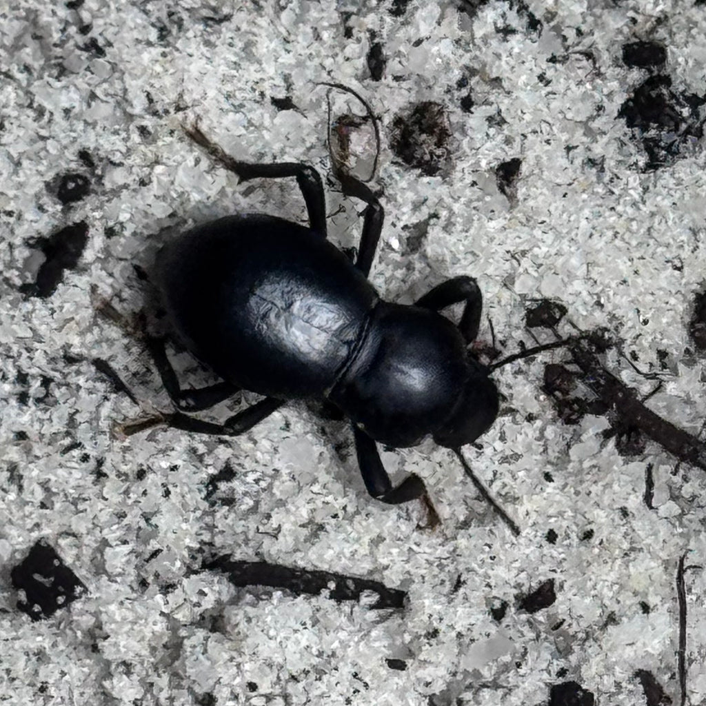 Smooth Black Death Feigning Beetle