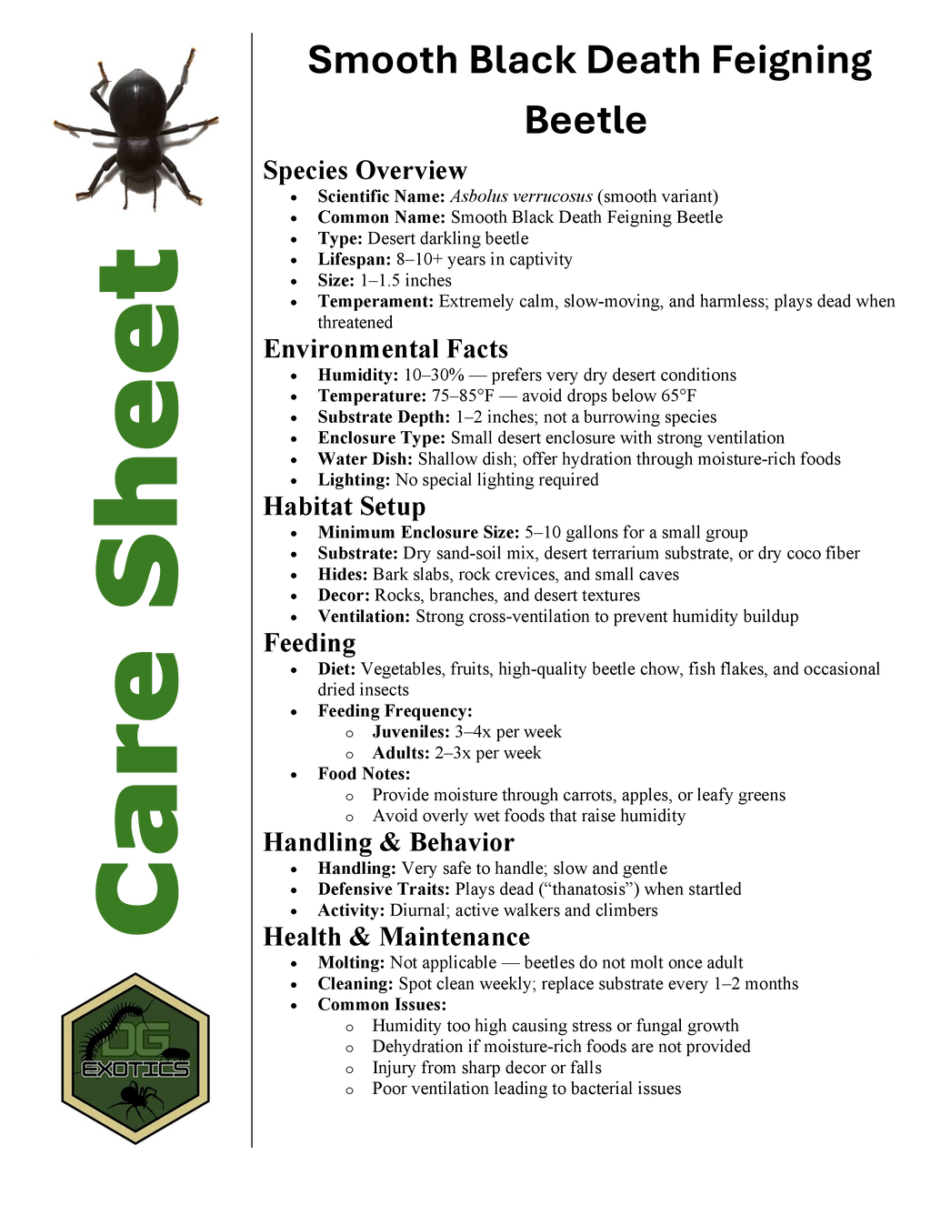 Smooth Black Death Feigning Beetle