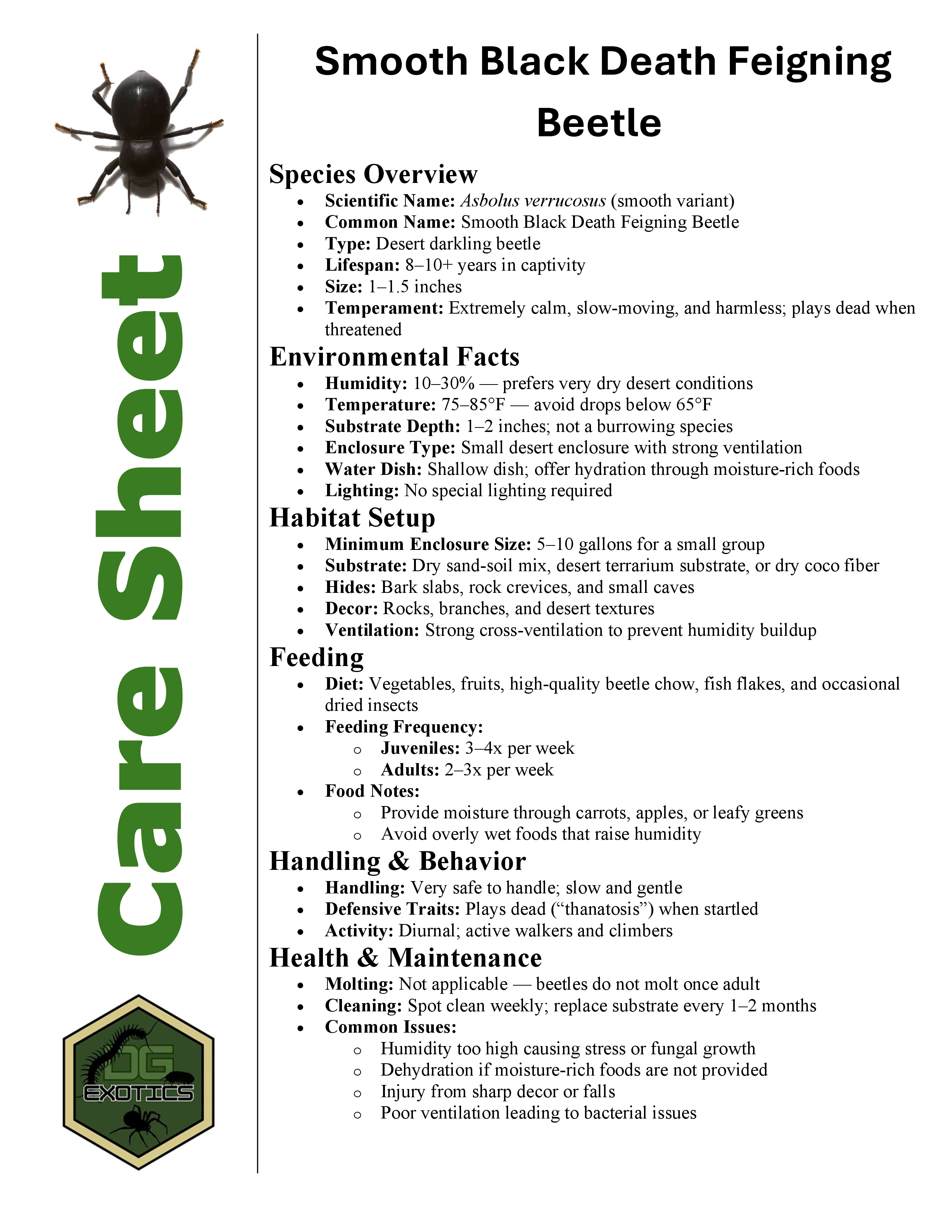 Smooth Black Death Feigning Beetle