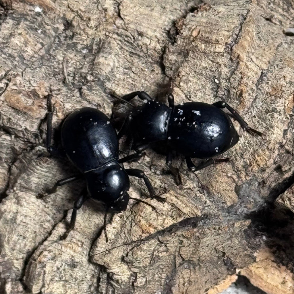 Smooth Black Death Feigning Beetle