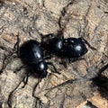 Smooth Black Death Feigning Beetle