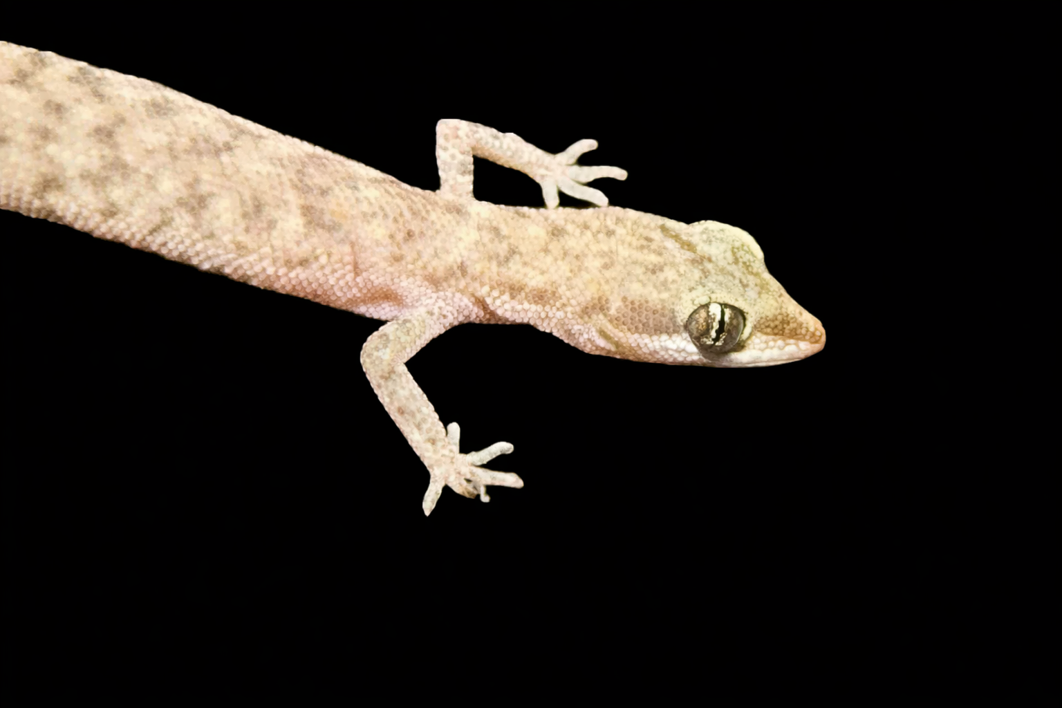 Steudner's Pygmy Gecko