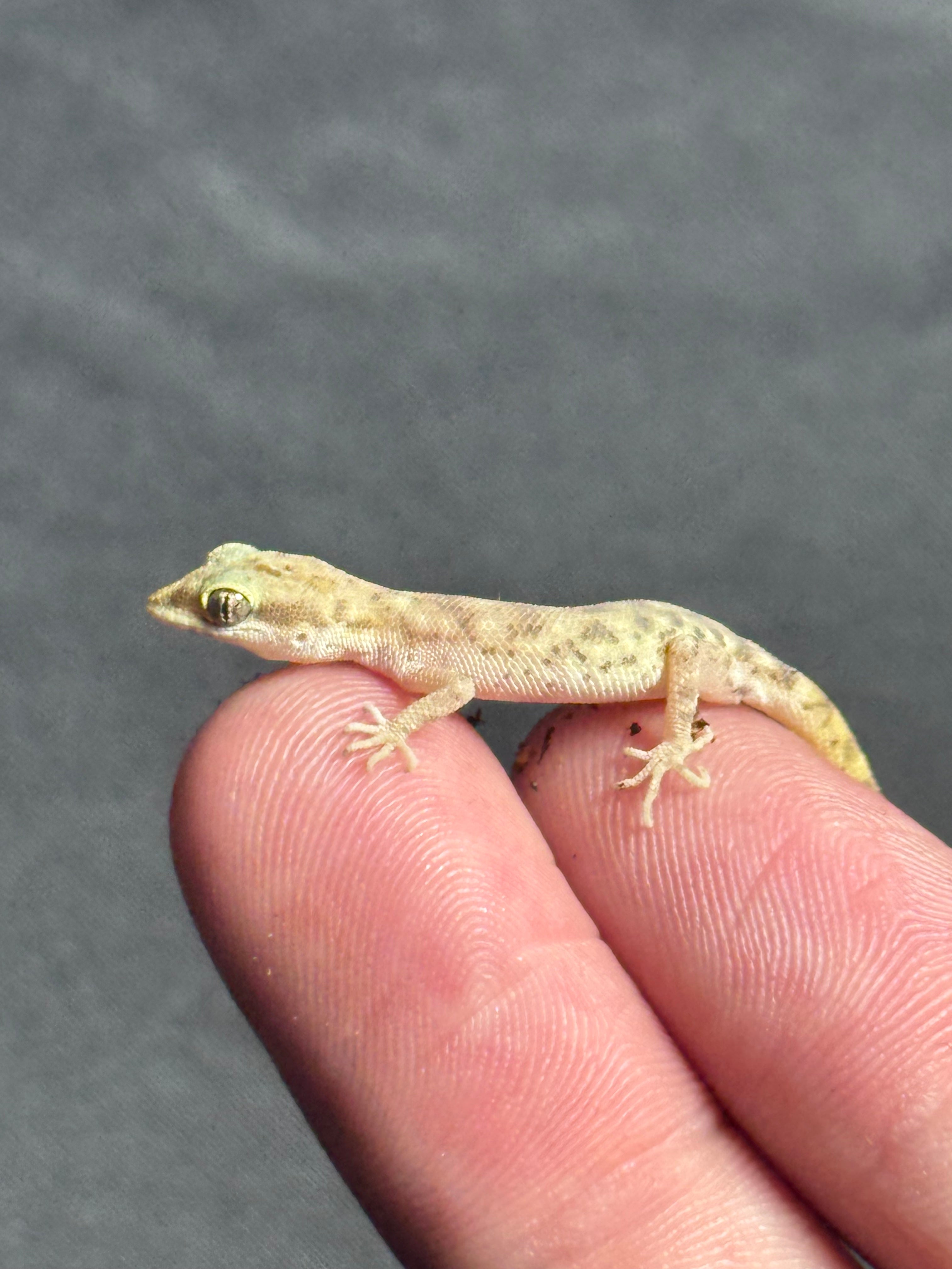 Steudner's Pygmy Gecko