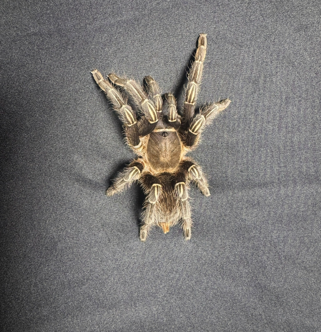 Stripe Knee Tarantula