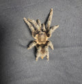 Stripe Knee Tarantula