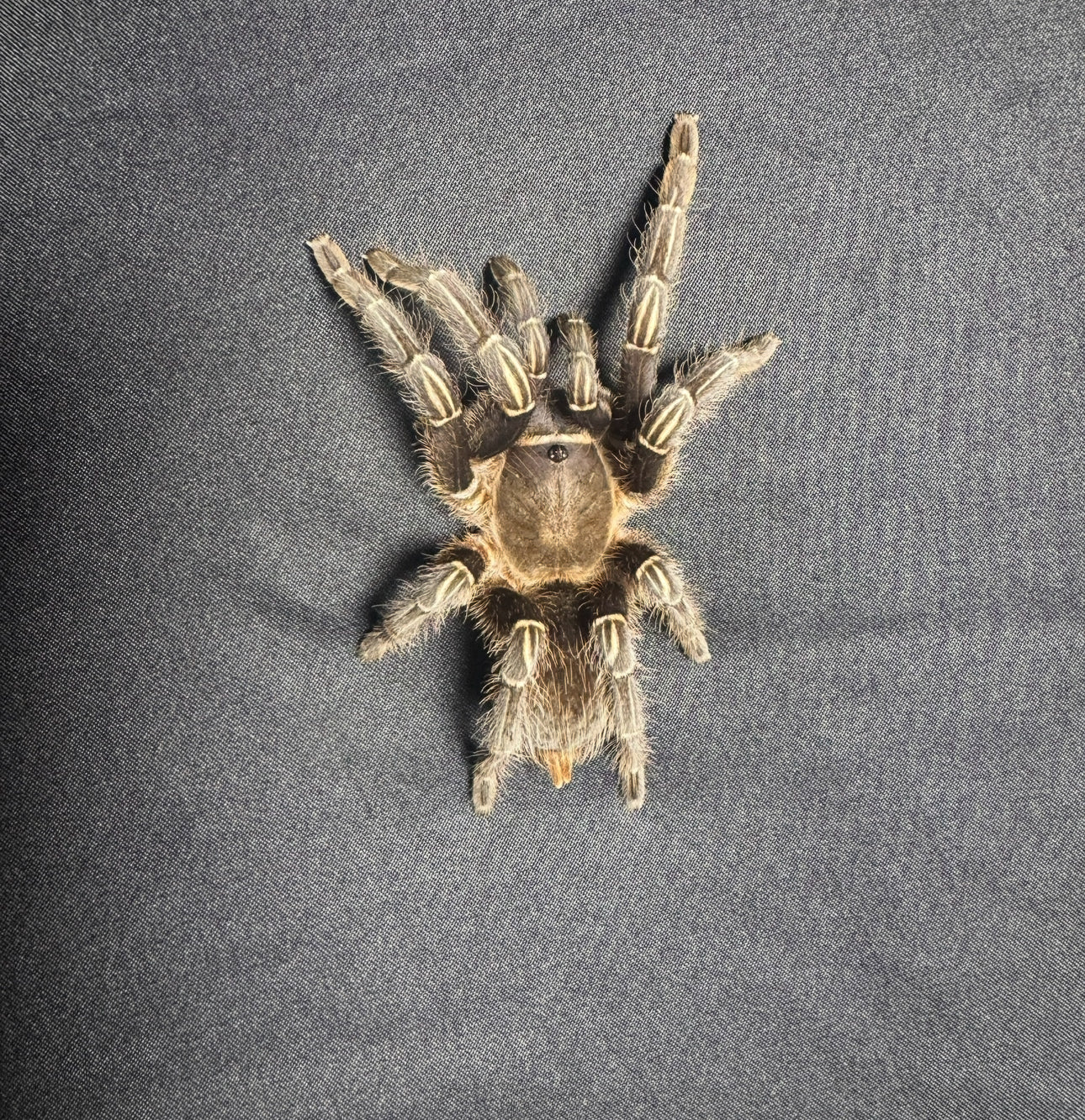 Stripe Knee Tarantula