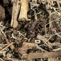 Thai Dwarf Scorpion