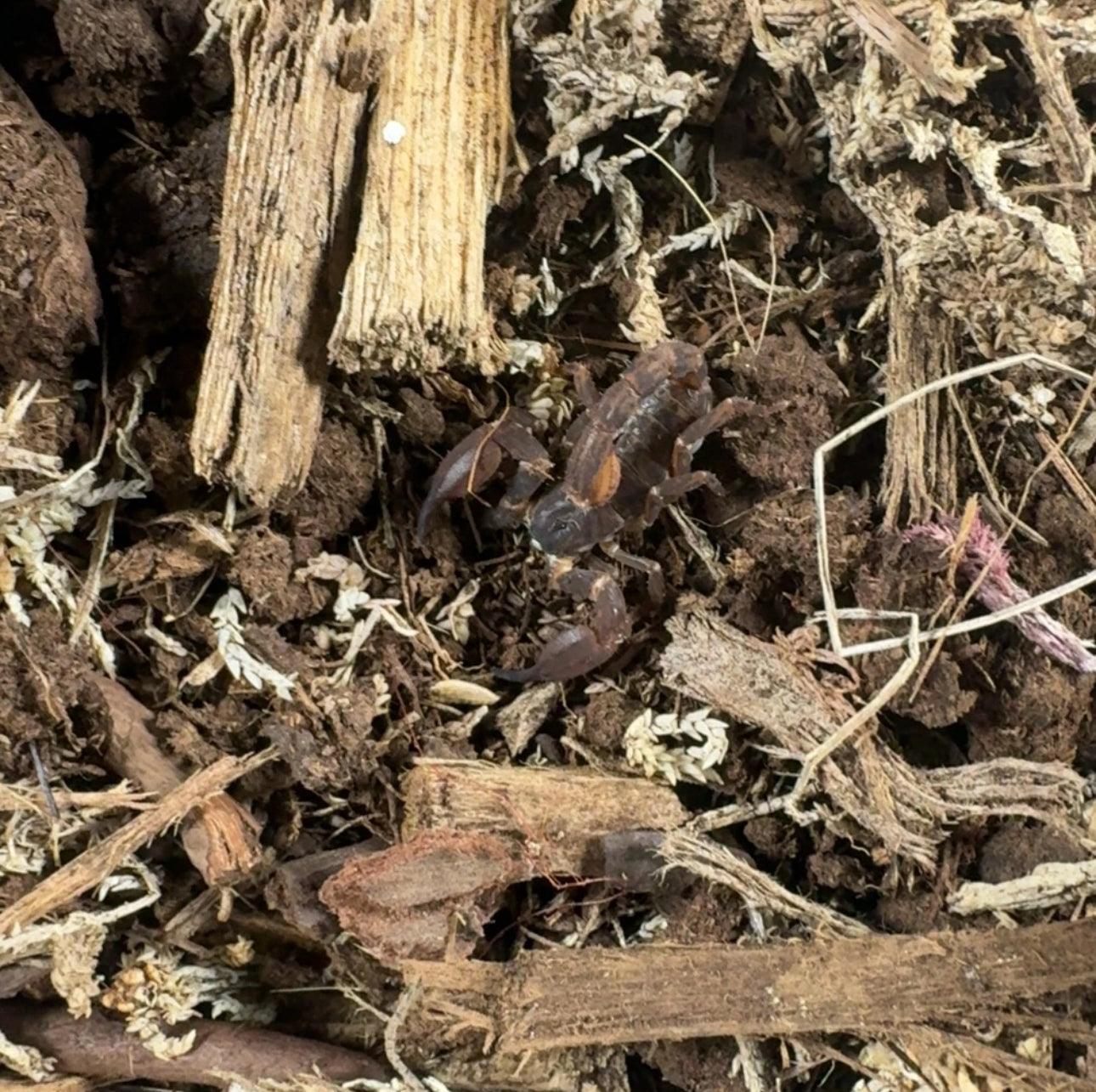Thai Dwarf Scorpion
