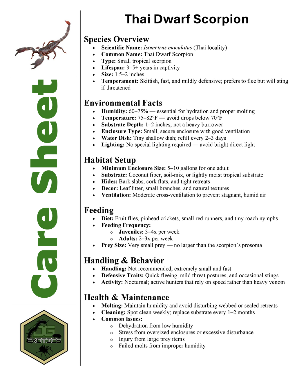 Thai Dwarf Scorpion