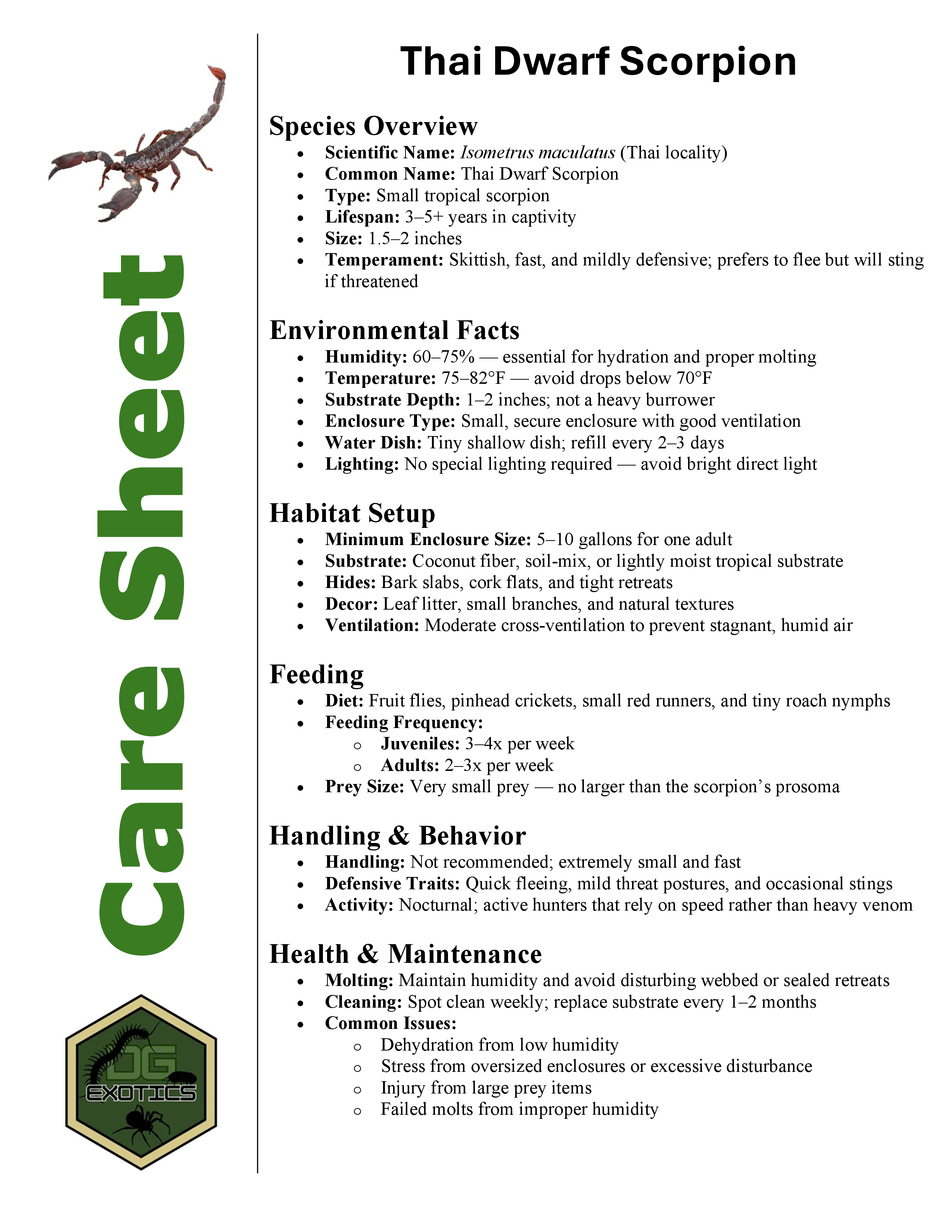 Thai Dwarf Scorpion